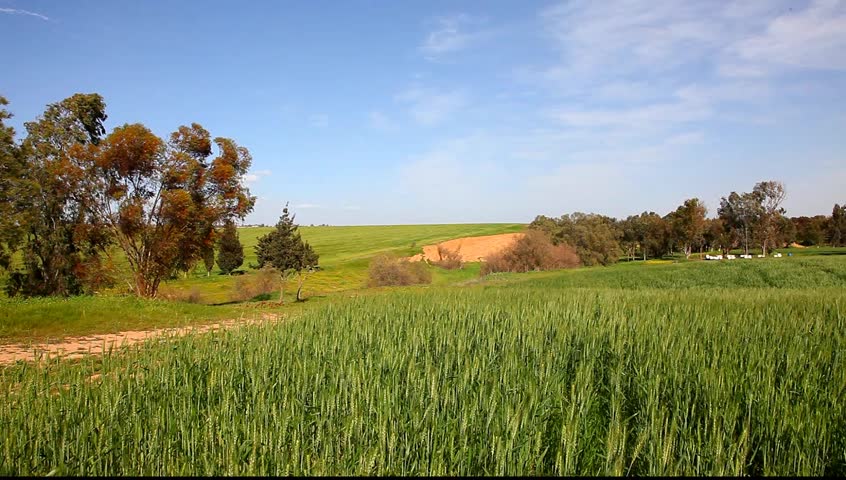 Spring view on the green wheat field and apiary