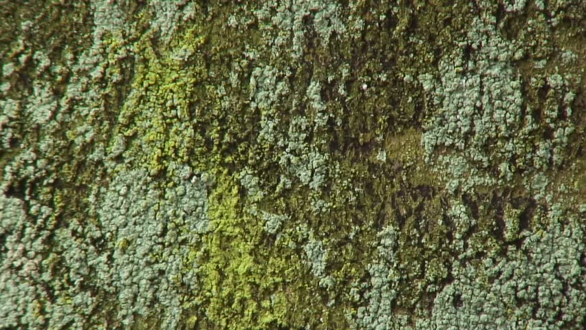 Beech trunk with lichen