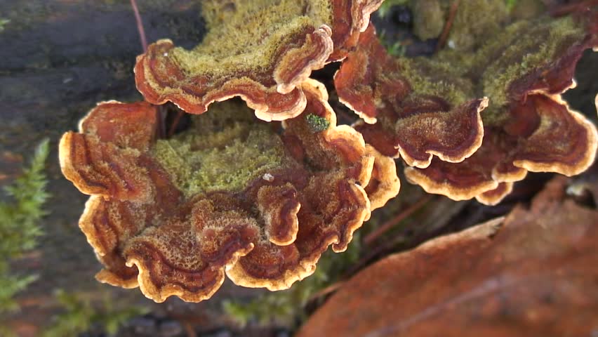 Tree fungus