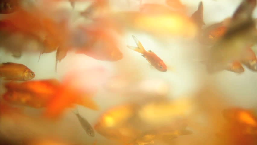 Over crowded gold fish tank