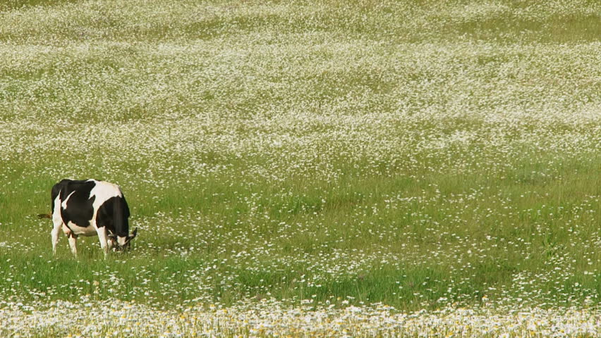 Cow grassing in a field of daisies.
Cow in a field.