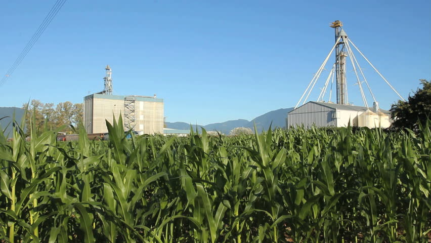 Corn Field and Silos. Grain buildings behind a green corn field.