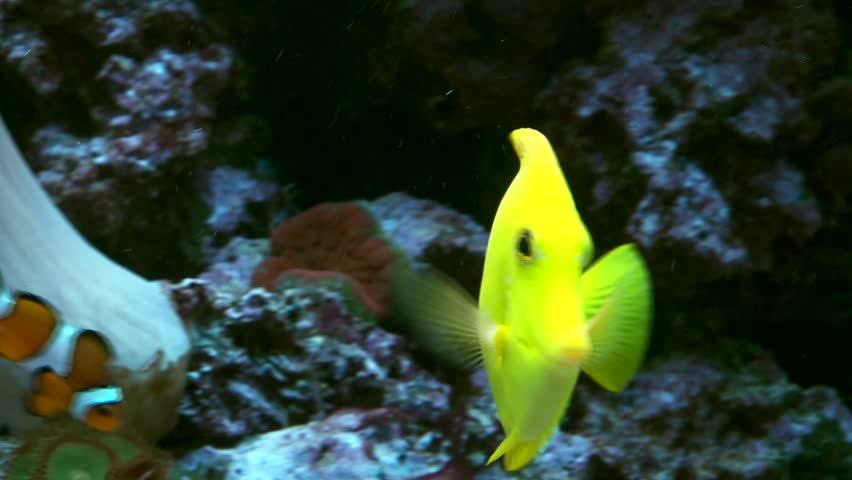 video footage of corals and fisher in a marine water aquarium