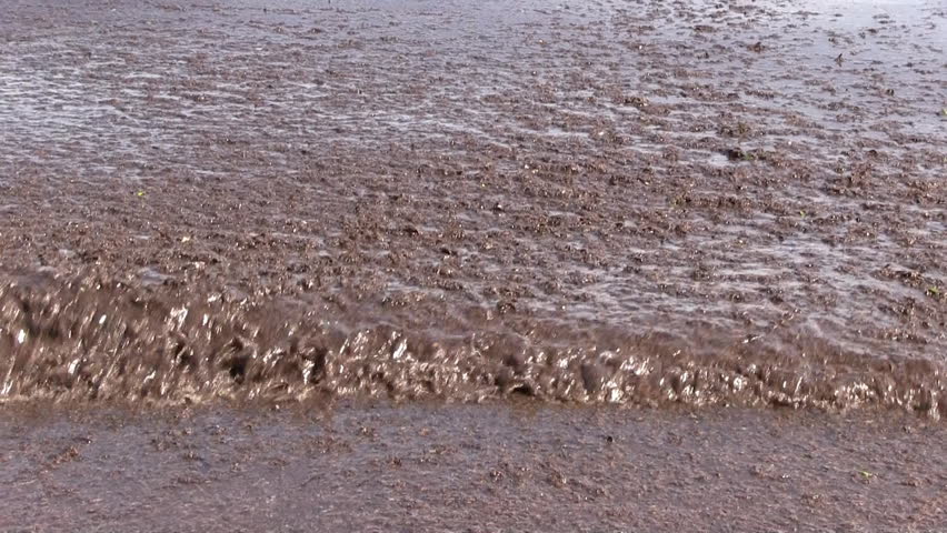 Spain - algae on the beach