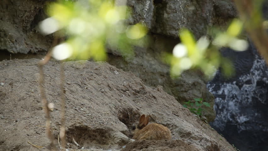 Rabbit male buck eating together with female, doe, kitten, kit, bunnies