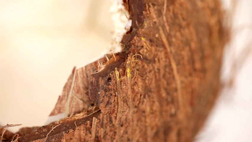 Coconut