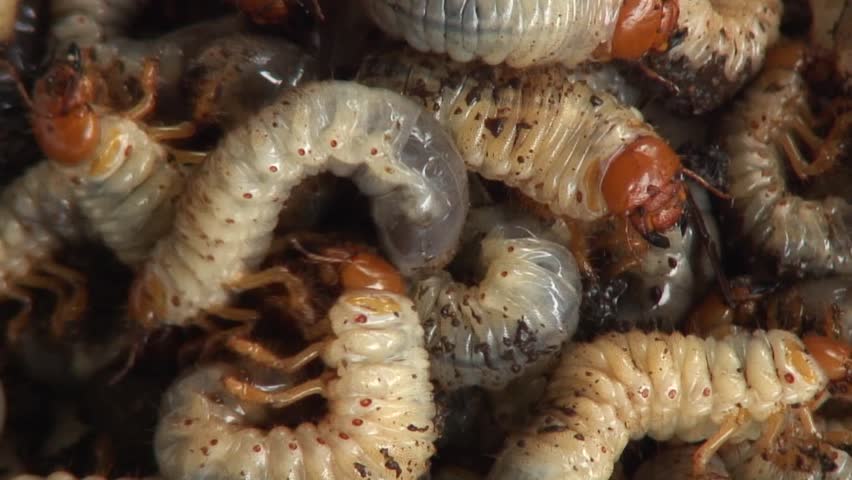 Grubs