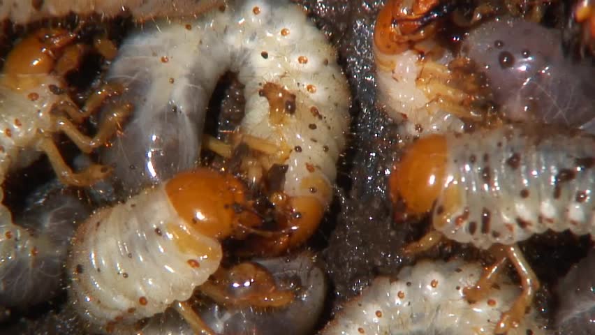 Grubs