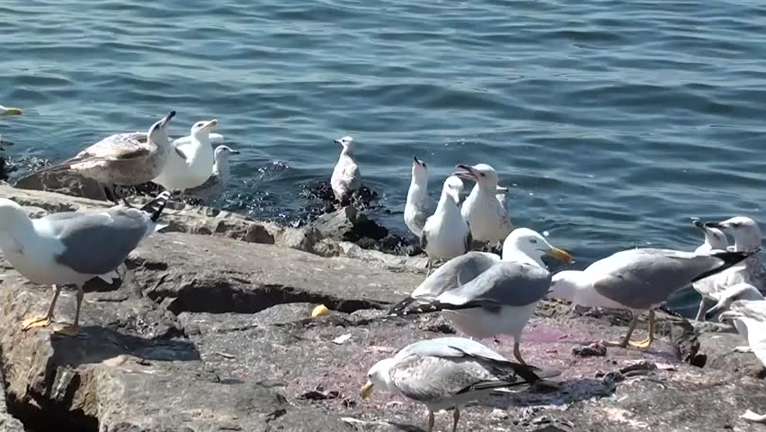 seagulls are eating flesh