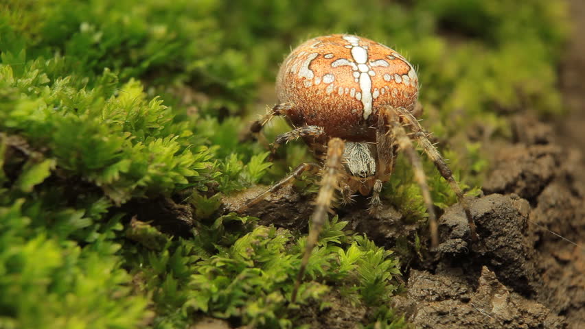 Macro Dangerous Spider on the grass, Close-Up, Araneae, Arthropods, Venom