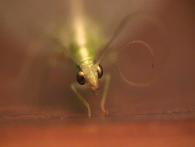 Lacewing. Close-up shot.