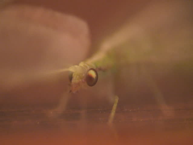 Lacewing. Close-up shot.