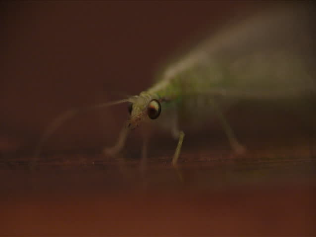 Lacewing. Close-up shot.