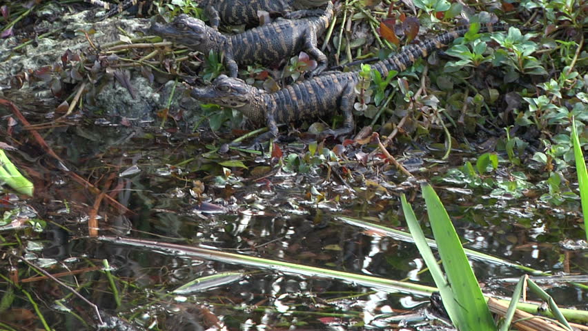 Alligator Hatchlings