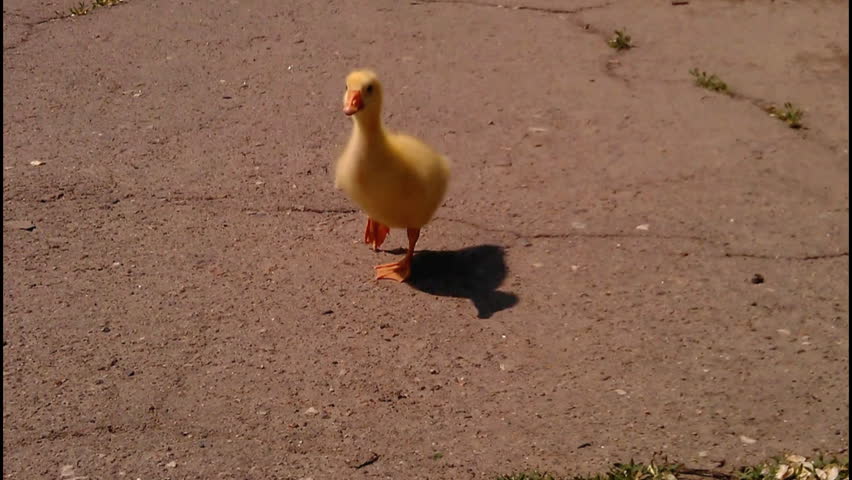 Cute domestic gosling walking outdoor