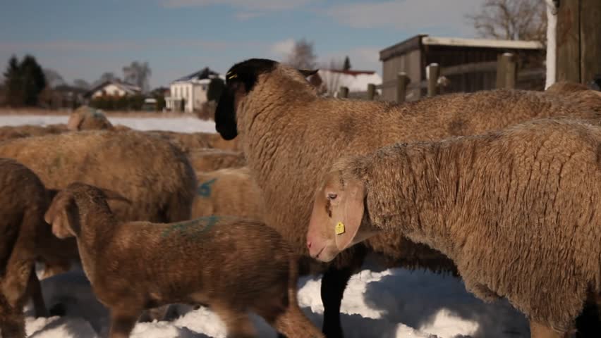 flock of sheep in the snow