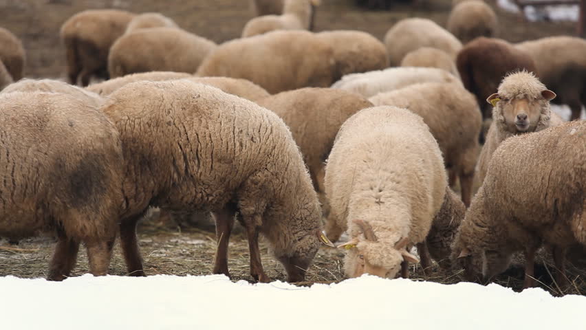 Winter Season, Herd Of Sheep and Lamb Grazing In A Snow Field, Group eat grass