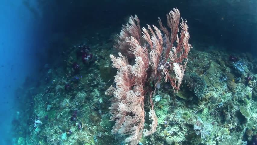 In Raja Ampat, Indonesia, a large gorgonian grows in shallow water along the side of a channel where currents regularly sweep planktonic food.