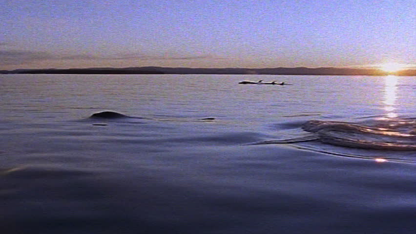 Killer whales sequence