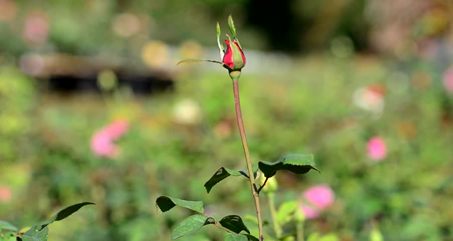 Rose bud in the wind