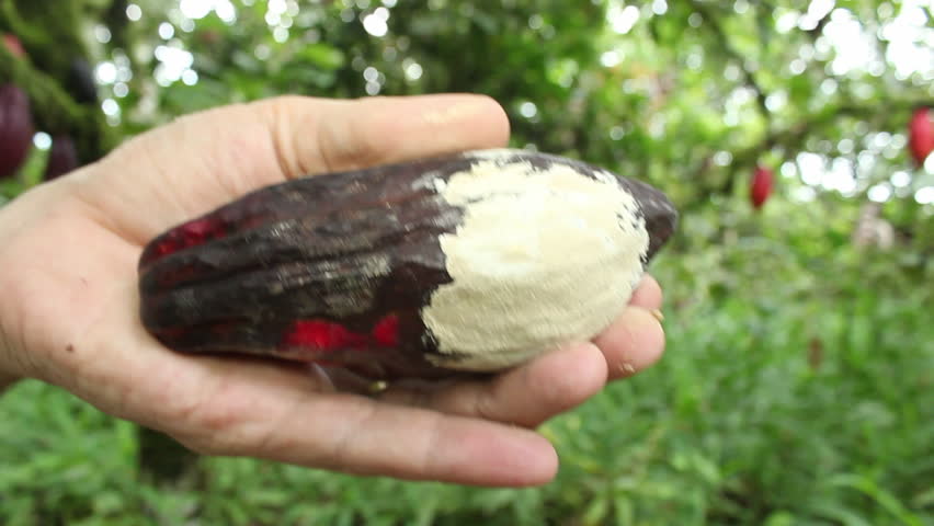 Cocoa pod suffering from Frosty Pod Rot on a plantation in the Ecuadorian Amazon