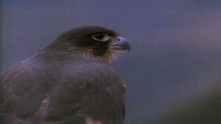 Australian Harrier