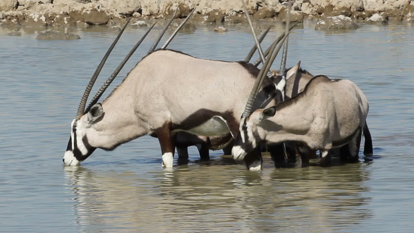 Gemsbok antelopes (Oryx gazella) drinking water, Etosha National Park, Namibia