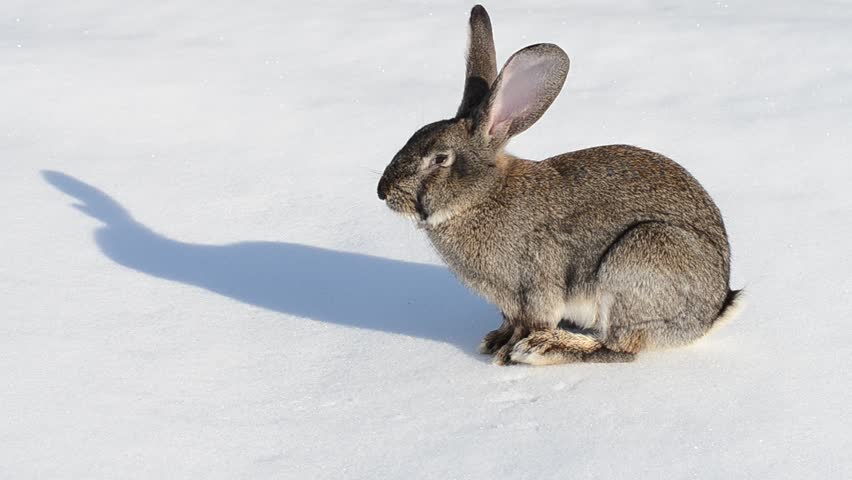 Grey rabbit washing up on the snow