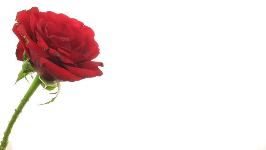 Time-lapse of dying red rose isolated on white 7 