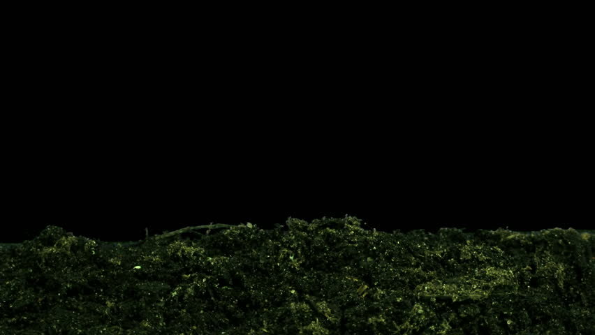 Time-lapse of growing cucumbers ALPHA mate 4 