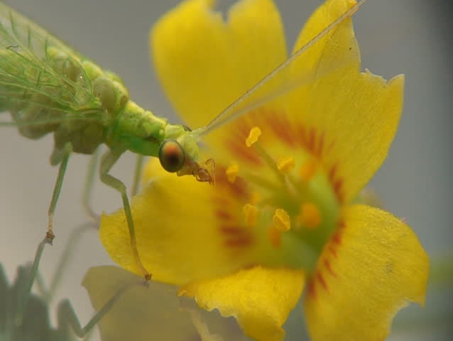 Lacewing and yellow flower close-up