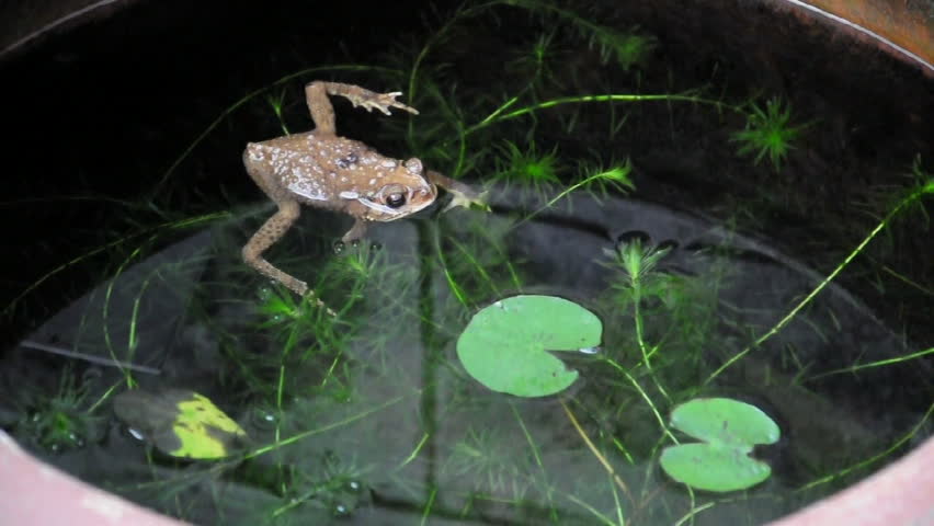 Yellow frog calms in fish pond. (HD footage no sound)