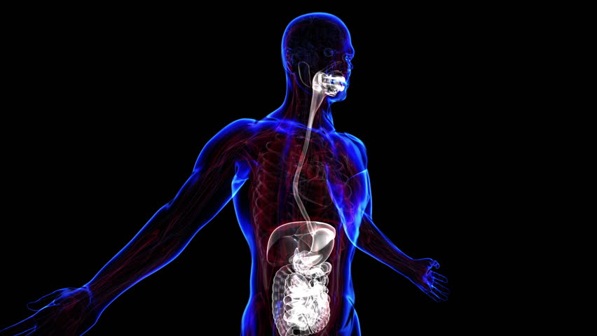 All human body systems. Digestive system highlight. Loop