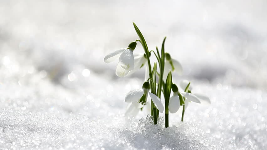 Few snowdrops from the snow