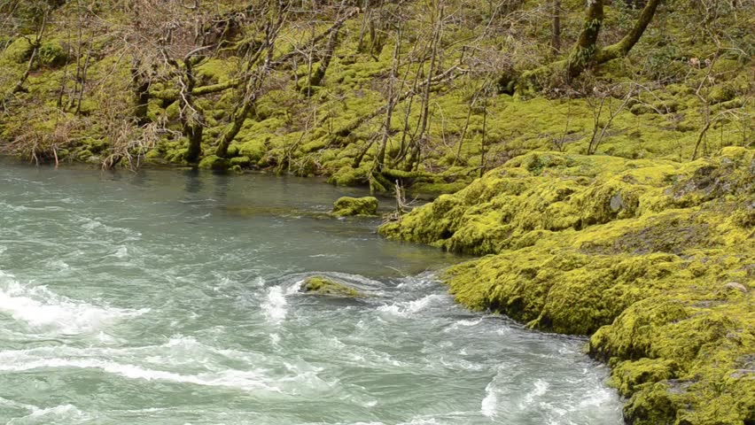 Large basalt rock covered with moss and lichen on the North Umpqua River just above Glide OR at a place called Rock Creek