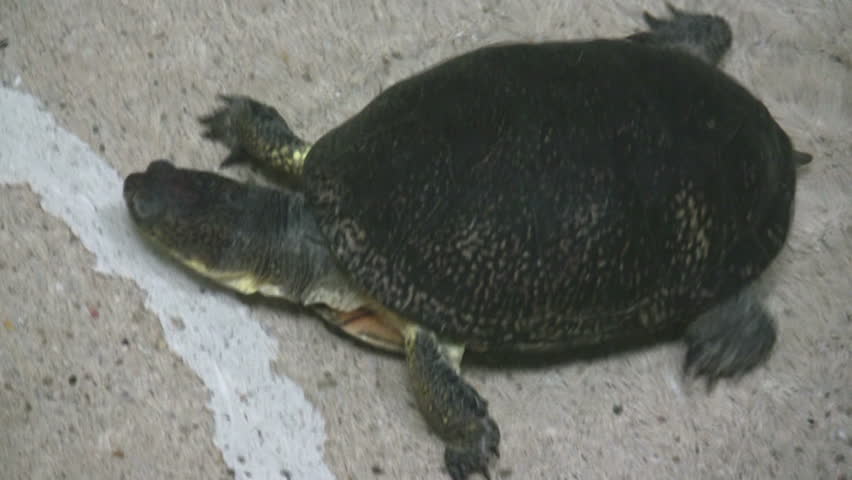 Turtle Inhaling Water