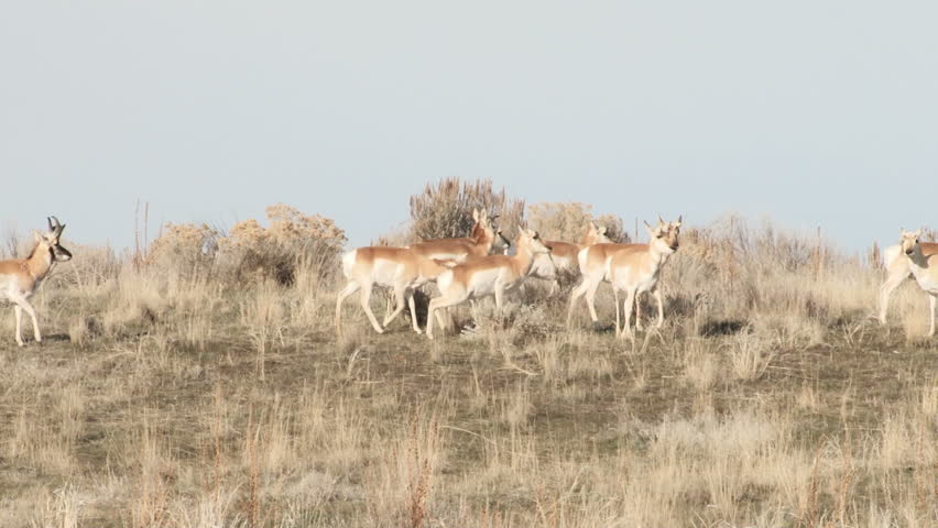 Pronghorn Antelope moving along a hill side
