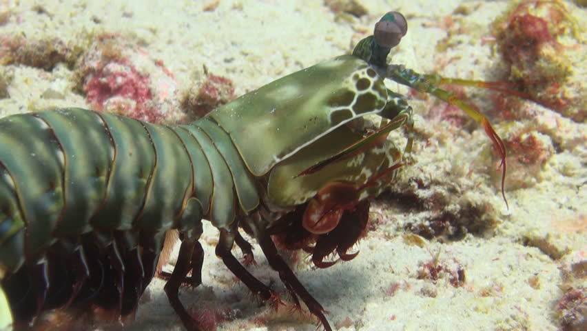 Mantis Shrimp Underwater, Clip 3 of 3
