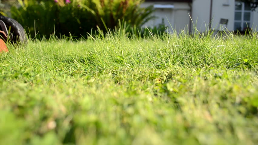 meadow grass closeup and grass lawn cutter mower worker pass and shadow.