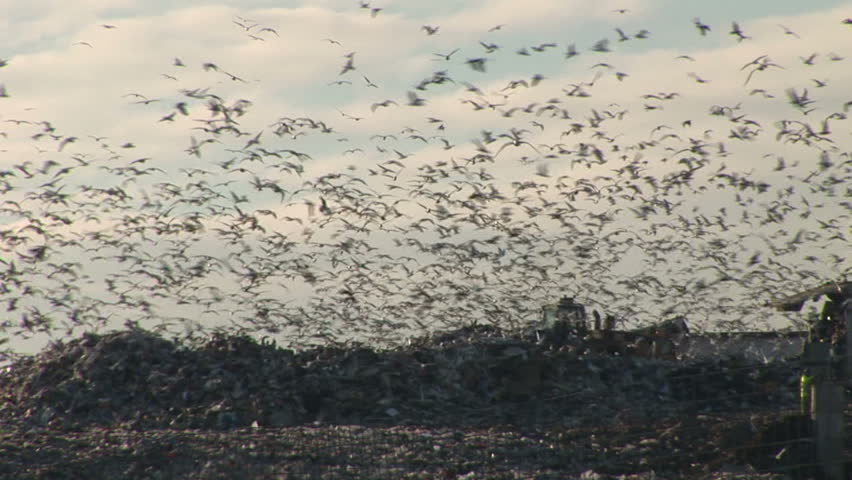 Thousands of gulls flying over refuse tip