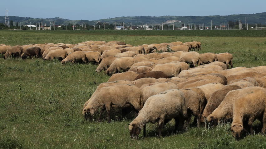 Herd Of Sheep and Lamb Grazing In A Field, A small Group eating grass, Spring
