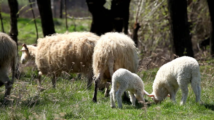 Herd Of Sheep and Lamb Grazing In A Field, A small Group eating grass, Spring