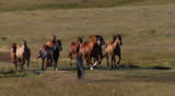 herd of horses run in slow motion
