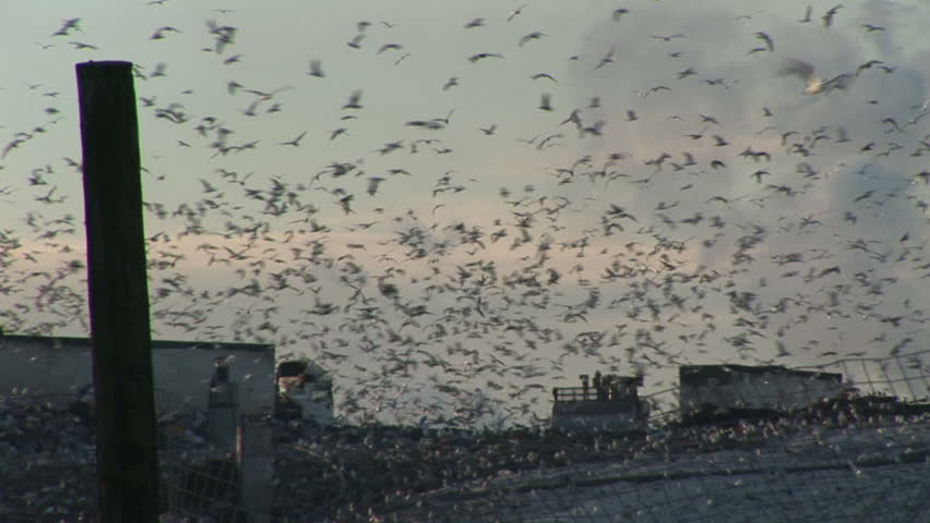 Landfill site with thousands of scavenging birds