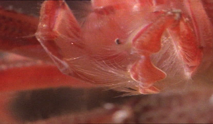 Krill