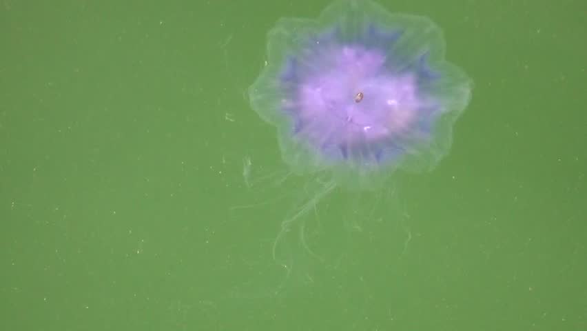 Jellyfish (Aurelia aurita)