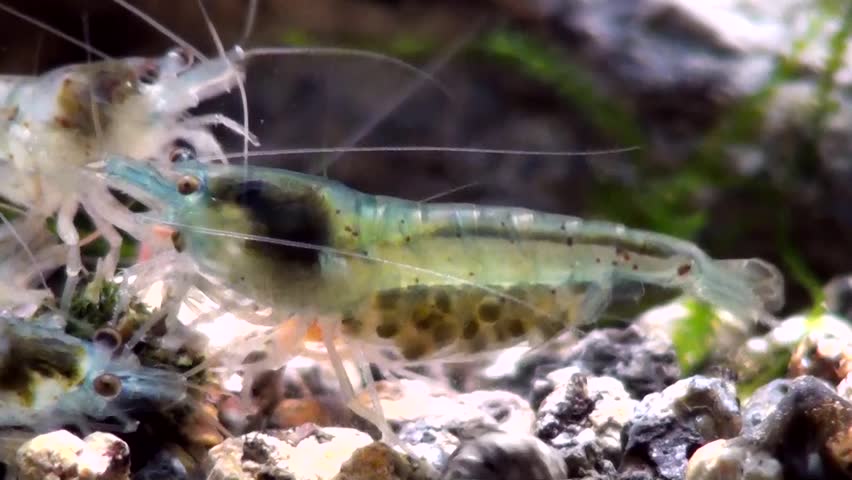 Pregnant shrimp. shrimp carrying eggs eating.