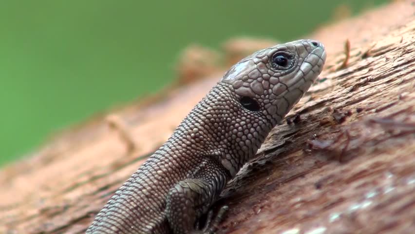 Sand lizard (Lacerta agilis)