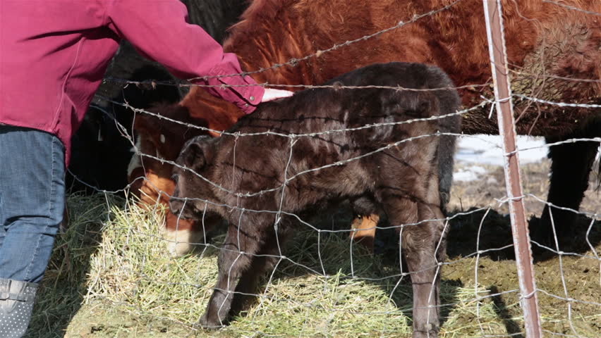 Newborn calf bull cow pet woman farmer. Farm ranch with newborn calf and cows eating hay during winter. Black Angus mixed breed cattle. Gentleman ranching operation for self sufficiency.