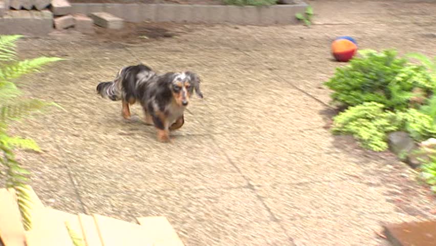 Dachshund runs over garden terrace.